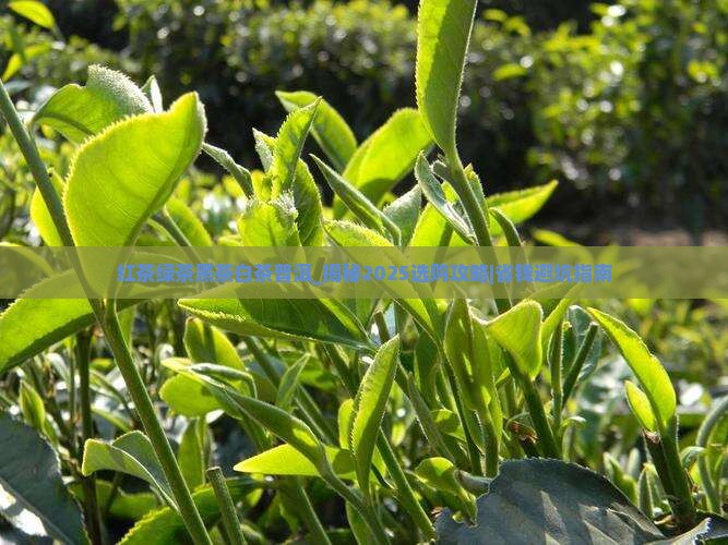 红茶绿茶黑茶白茶普洱