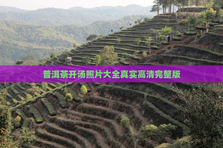 普洱茶开汤照片大全真实