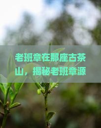 老班章在那座古茶山