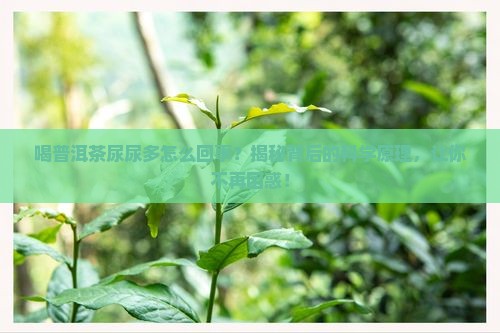 喝普洱茶尿尿多怎么回事