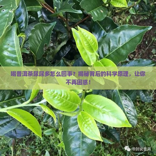 喝普洱茶尿尿多怎么回事