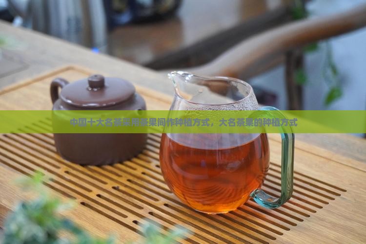 十大名茶果间作