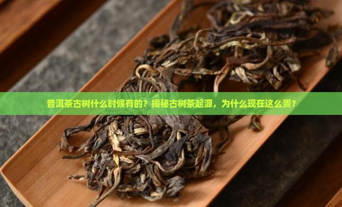普洱茶古树什么时候有的