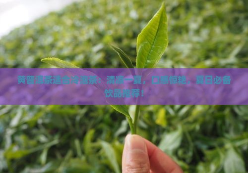 黄普洱茶适合冷泡茶