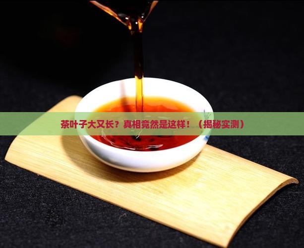 茶叶子大又长什么