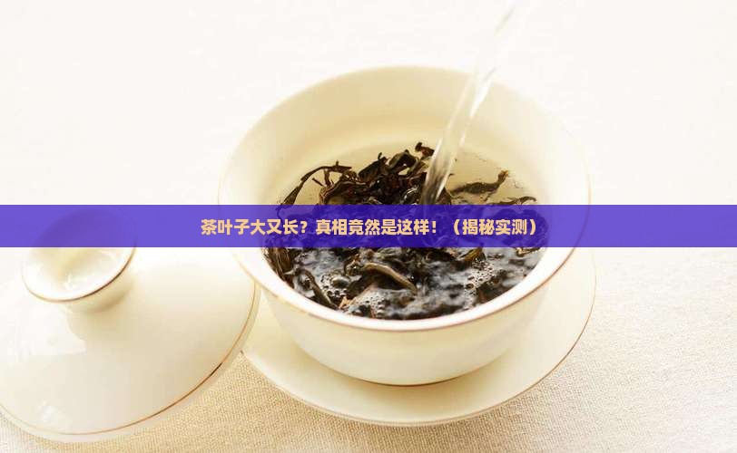 茶叶子大又长什么