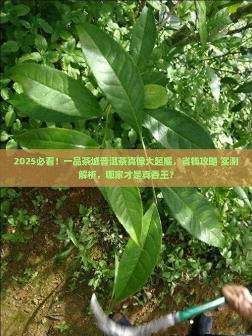 一品茶城哪家普洱茶好