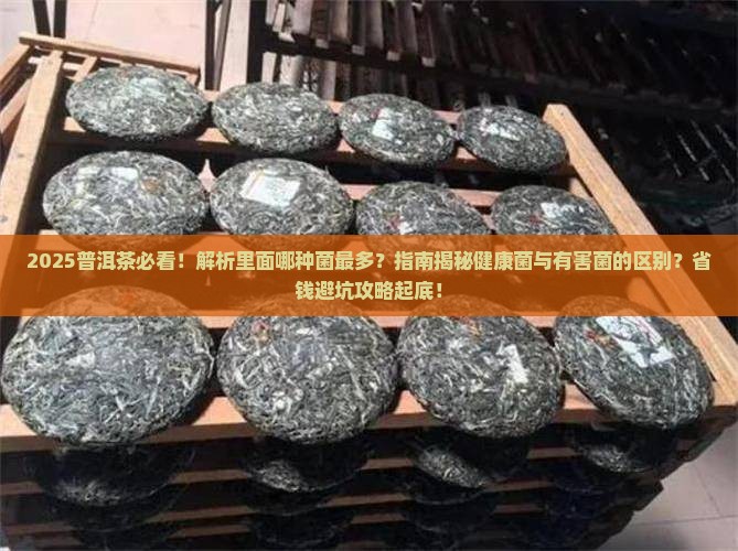 普洱茶里长什么菌的最多