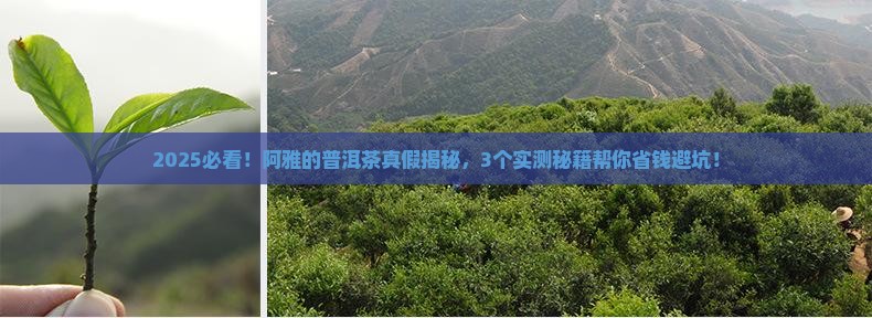 阿雅的普洱茶是真的吗还是假的