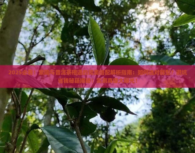 紫陶和普洱茶相遇