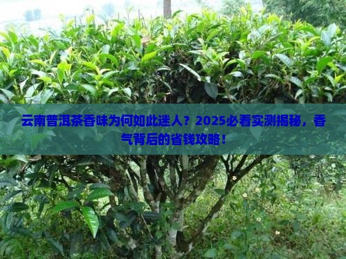 云南普洱茶香味很足