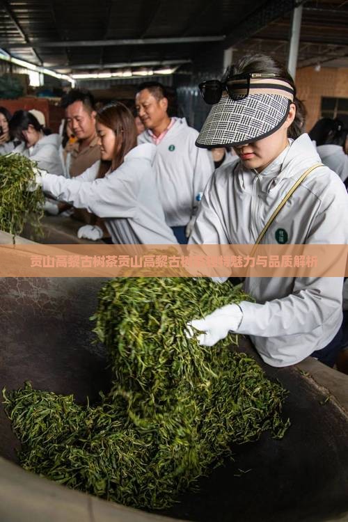 贡山高黎古树茶