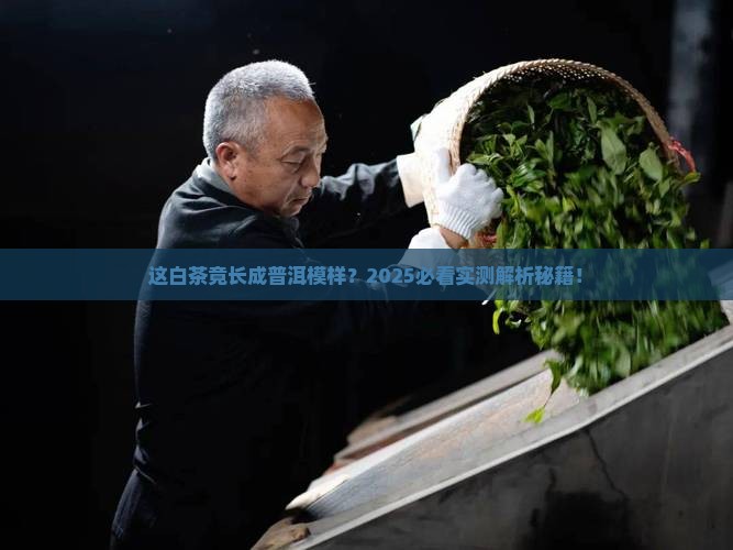 长的像普洱茶的白茶