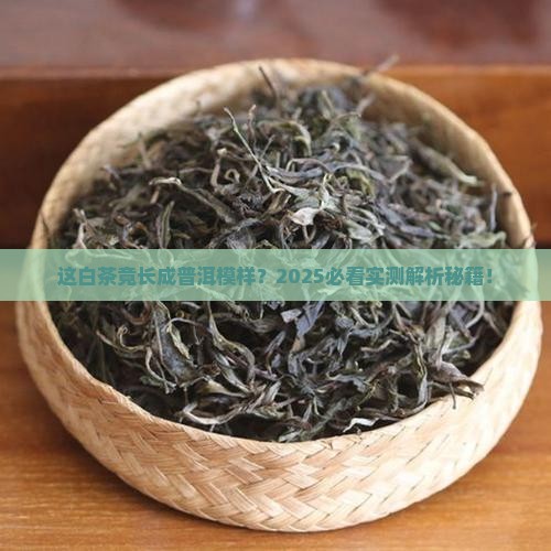 长的像普洱茶的白茶
