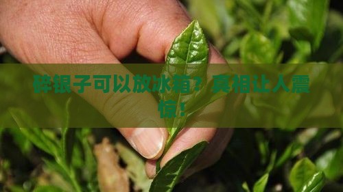 碎银子可以放冰箱