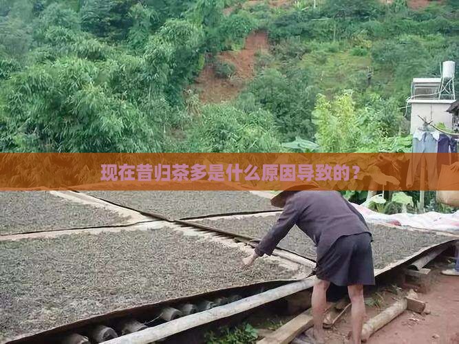 现在昔归茶多是什么原因