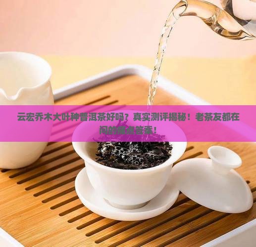 云宏乔木大叶种普洱茶好吗