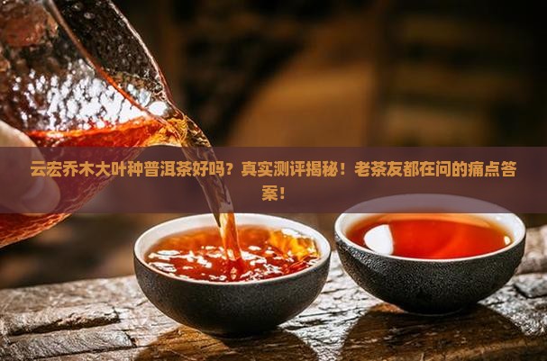 云宏乔木大叶种普洱茶好吗