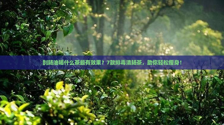 刮肠油喝什么茶最有效果