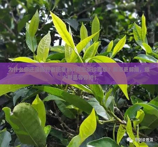 老班章357克生茶珍藏版