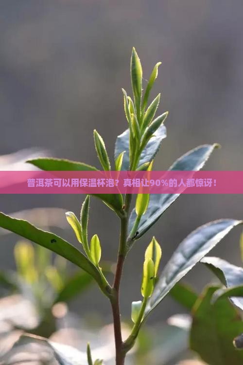普洱茶可以用保温杯泡