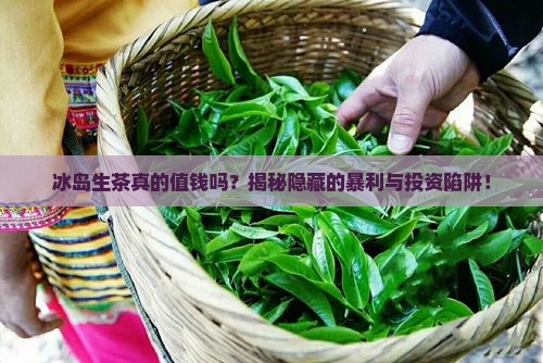 冰岛生茶的价值