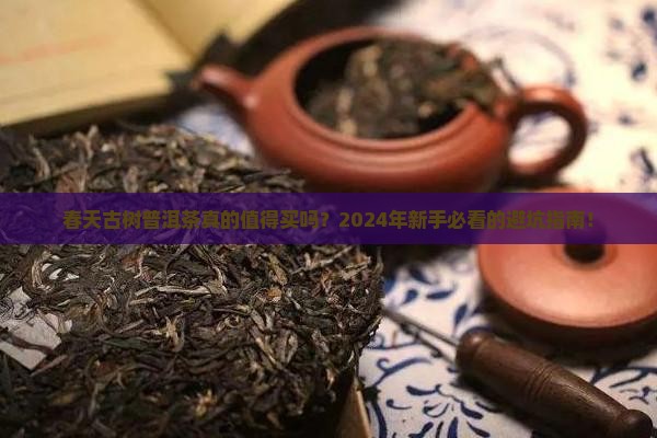 春天古树普洱茶