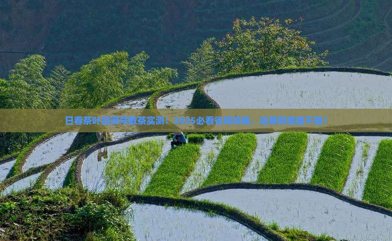 日春茶叶勐润号散茶
