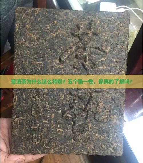 普洱茶的世界五个唯一性