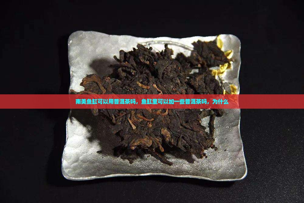 南美鱼缸可以用普洱茶吗