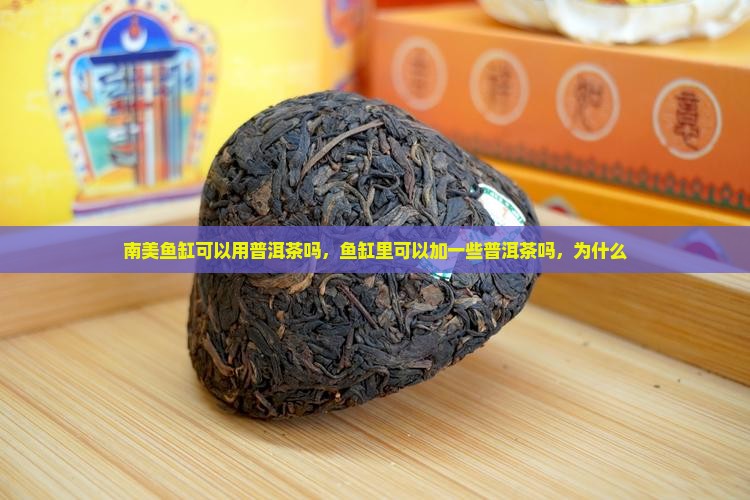 南美鱼缸可以用普洱茶吗