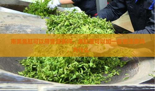 南美鱼缸可以用普洱茶吗
