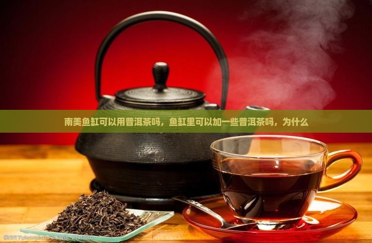 南美鱼缸可以用普洱茶吗