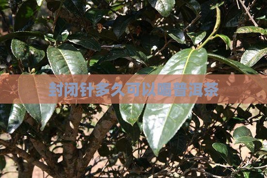 封闭针多久可以喝普洱茶