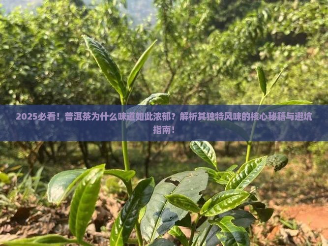 普洱茶为什么很大味道呢