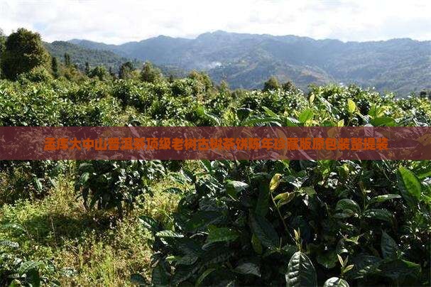 孟库大中山普洱茶