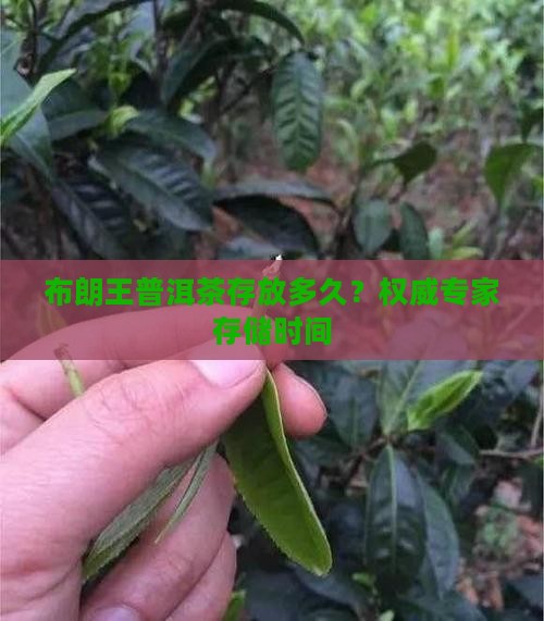 布朗王普洱茶存放多久