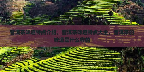 普洱茶味道特点介绍