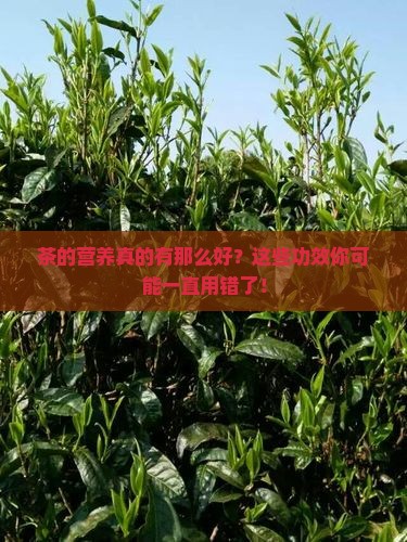 简述茶的营养及功效