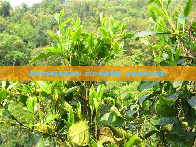 丽水市古树普洱茶