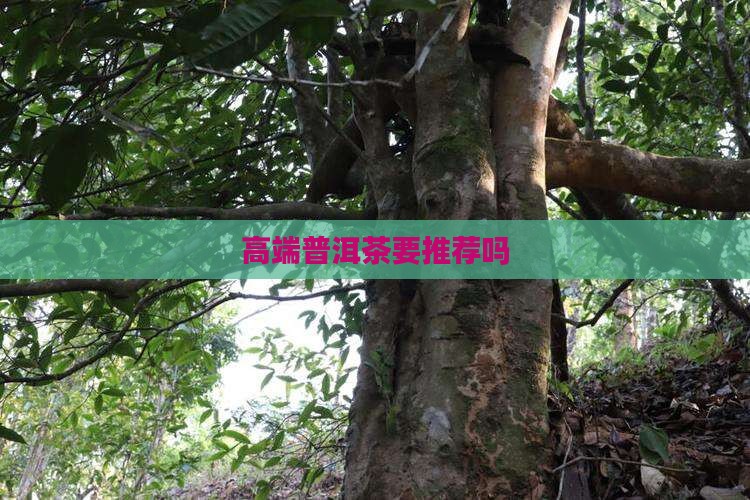 高端普洱茶要推荐吗