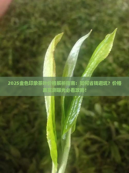 金色印象茶叶价格查询
