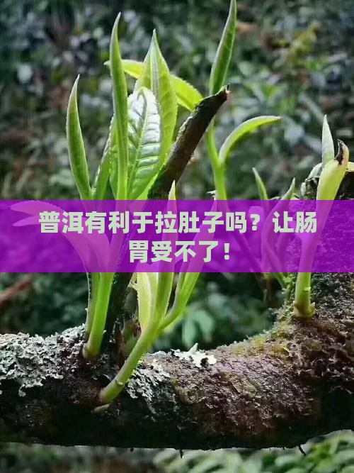 普洱有利于拉肚子吗
