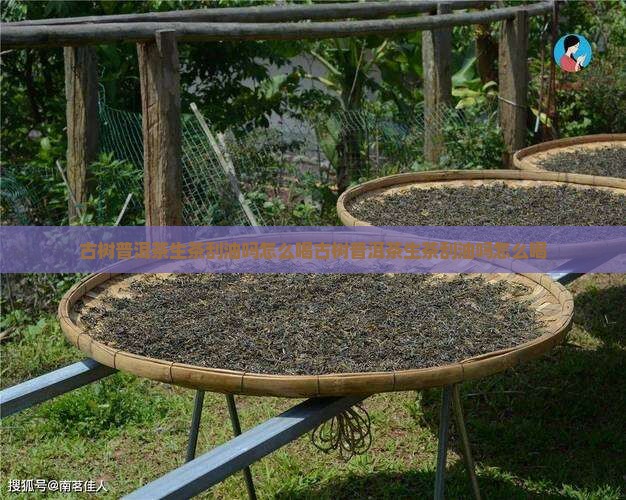 古树普洱茶生茶刮油吗怎么喝