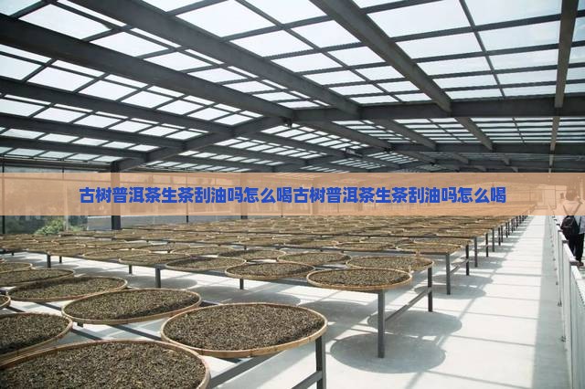 古树普洱茶生茶刮油吗怎么喝