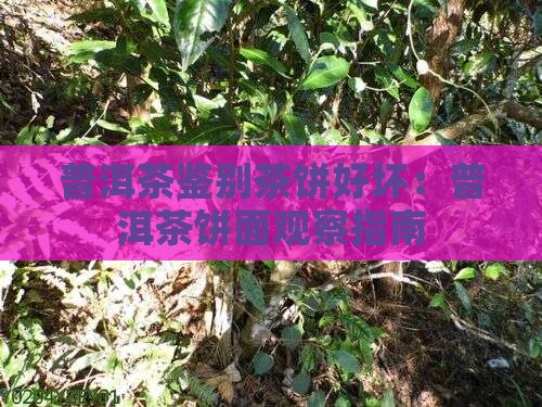 普洱茶怎么看饼面