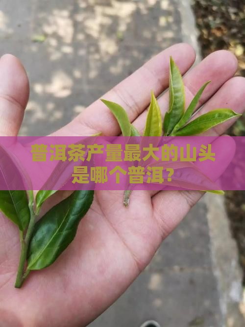 普洱茶产量最大的山头是什么
