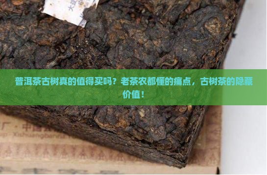 普洱茶古树的概念