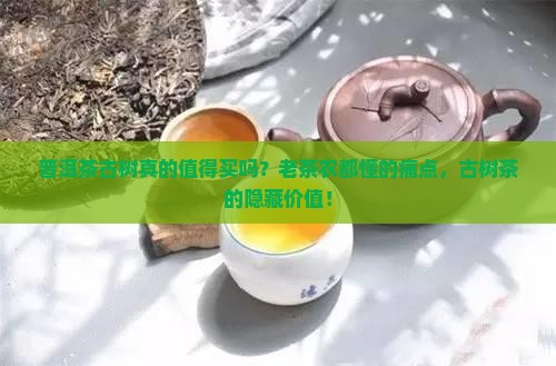普洱茶古树的概念