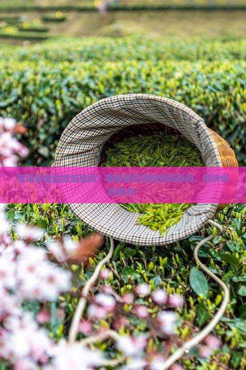 普洱茶金丝宣纸批发？商家都在用的热词新词，解决你的痛点！